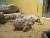 Photo du village des tortues