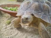 Photo de la tortue d'Hermann